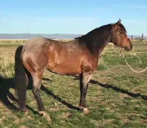 Reference Sire Driftwoods-Leo Crop