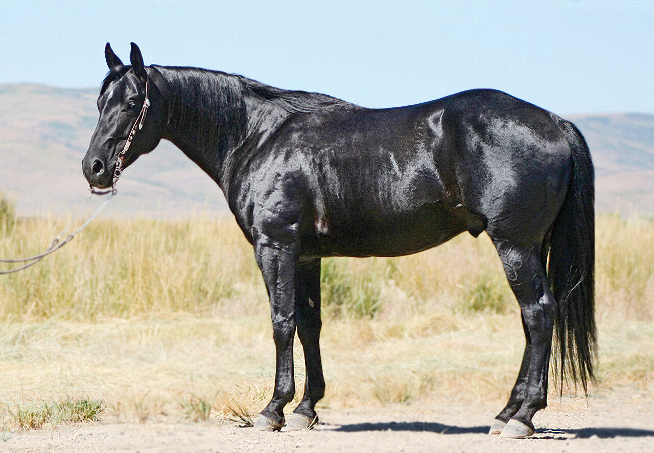 Black Horse (legend) - Wikipedia