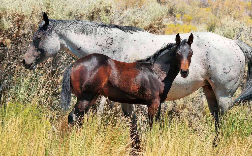 01 JP COLONEL CUTEY - 2025 BAY FILLY - Van Norman Quarter Horses