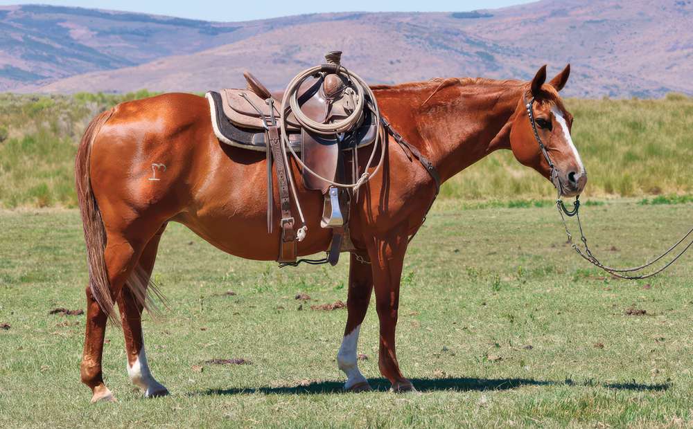 37. ONE TIME IN RENO - 2008 SORREL MARE - Van Norman Quarter Horses